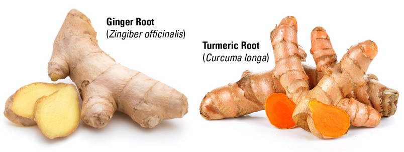 perbedaan kunyit dan jahe
